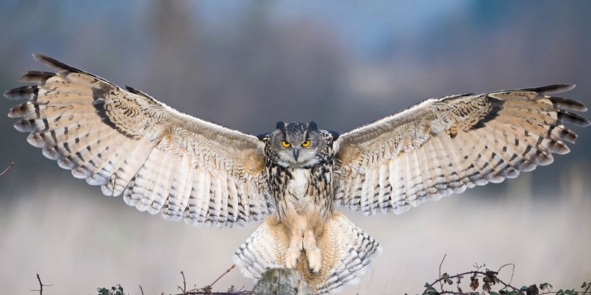 Eurasian eagle owl